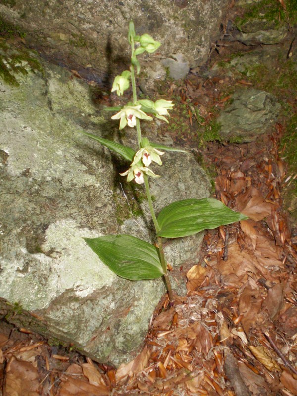 1 - Epipactis da determinare